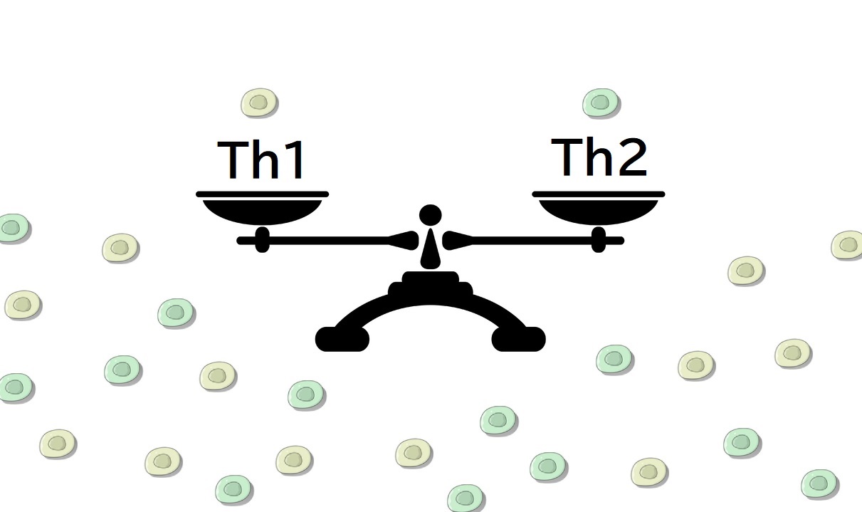 アレルギー体質もこれで改善？Th1細胞とTh2細胞の細胞バランスとは？