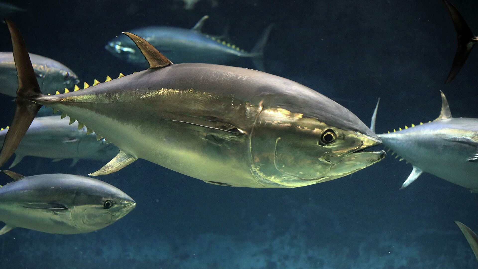 魚選びは慎重に。極力避けるべき魚TOP５。